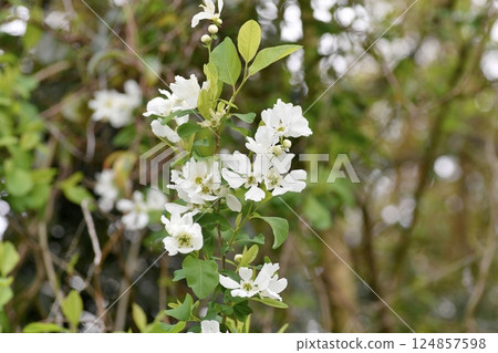 琉球白花 琉球白花 124857598