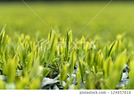 初摘茶葉 茶園 124857818