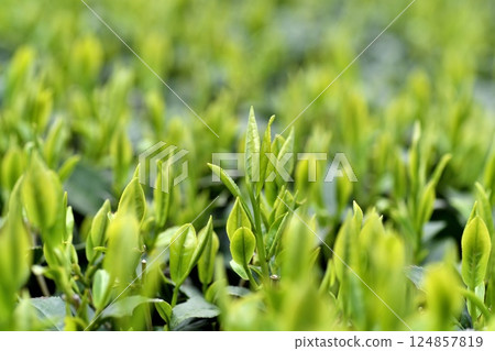初摘茶葉 茶園 124857819