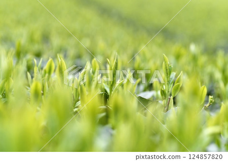 初摘茶葉 茶園 124857820