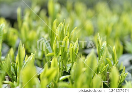 First-cut tea leaves Tea fields 124857974
