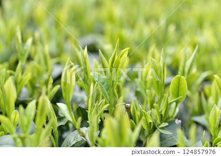 初摘茶葉 茶園 初摘茶葉 茶園 124857976