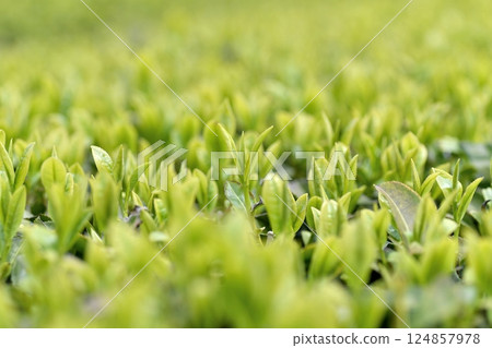 初摘茶葉 茶園 124857978