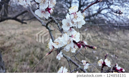 A view of an almond orchard in bloom. Almond orchard in blossom in spring. White almond flowers at dusk. The concept of gardening and orcharding 124858131