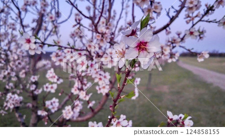 A view of an almond orchard in bloom. Almond orchard in bloom in spring. Pink almond blossoms at twilight. The concept of cultivation and orcharding. Partly blurred A view of an almond orchard in bloom. Almond orchard in bloom in spring. Pink almond blossoms at twilight. The concept of cultivation and orcharding. Partly blurred 124858155