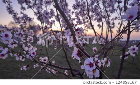 Almond blossoms on a twig. Blossoming almond trees. Flowering trees at sunset, at dusk. Close-up 124858167