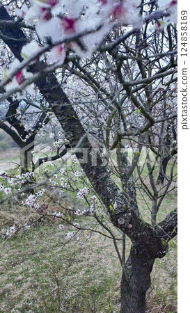 A view of an almond orchard in bloom. Almond tree orchard in flower in spring. White almond blossoms on a twig at sunset. The concept of farming and orcharding. Close-up 124858169