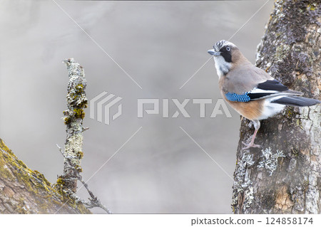 Jay perched on a branch in the winter forest 124858174