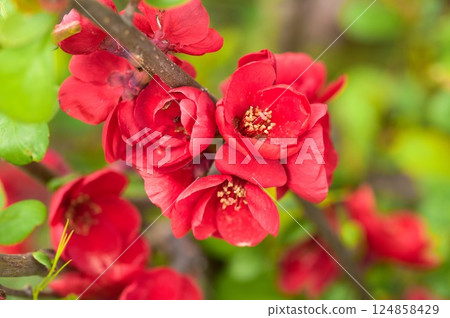 Blurred flowers Blurred flowers 124858429