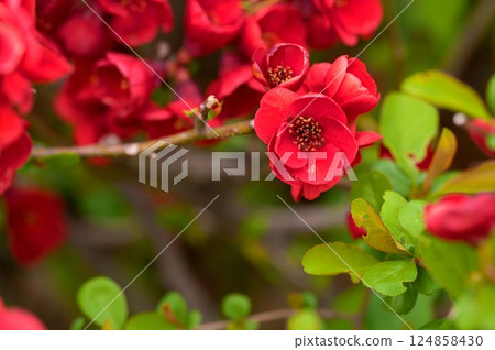 Blurred flowers Blurred flowers 124858430