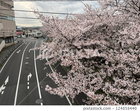 盛開的櫻花和十字路口 124858440