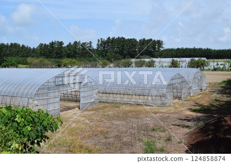 Agricultural plastic house 124858874