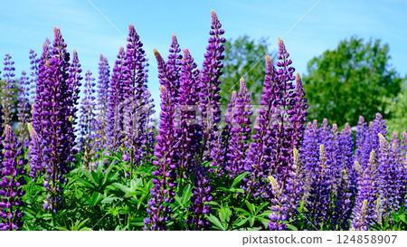 A vibrant field of blooming lupines captured on a sunny spring day. A vibrant field of blooming lupines captured on a sunny spring day. 124858907