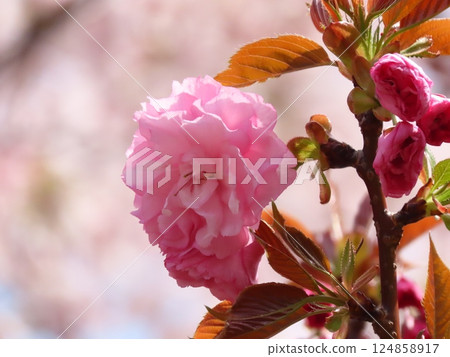 春季花卉：重瓣櫻花：八重櫻與染井吉野櫻：銀河畔的公園 124858917