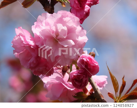 春季花卉：重瓣櫻花：八重櫻與染井吉野櫻：銀河畔的公園 124858927