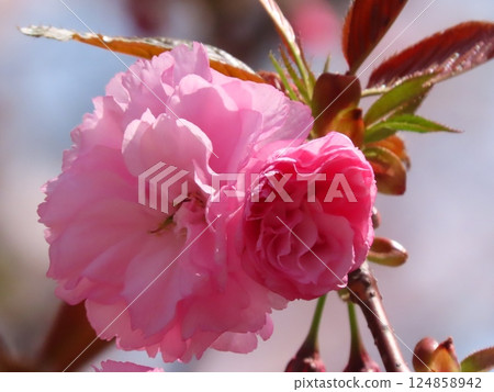 Spring flowers: double cherry blossoms: yaezakura and somei yoshino: park on the bank of the Milky Way 124858942