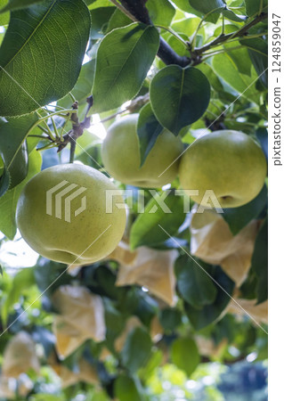 Nijisseiki Pear（鳥取縣百合濱町） 124859047