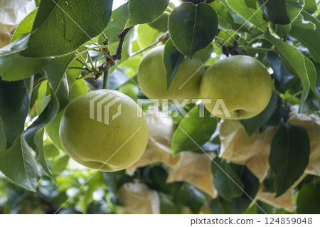 Nijisseiki Pear(鳥取縣百合濱町) Nijisseiki Pear(鳥取縣百合濱町) 124859048