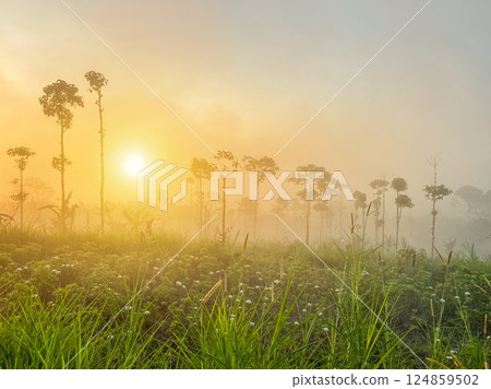 Sunset over a meadow on a foggy day in the Bedugul area 124859502
