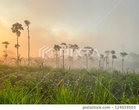 Sunset over a meadow on a foggy day in the Bedugul area Sunset over a meadow on a foggy day in the Bedugul area 124859503
