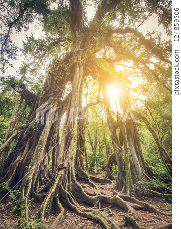 Giant Fig Tree in Bali Botanic Garden at sunny day in  Bedugul 124859506