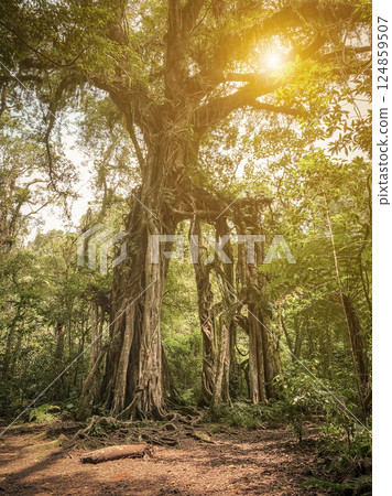 Giant Fig Tree in Bali Botanic Garden 124859507