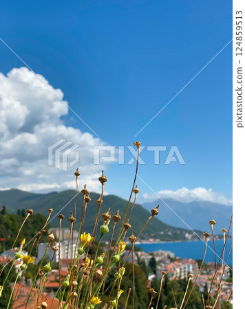 Wild flowers and blurred tiled roofs Wild flowers and blurred tiled roofs 124859513