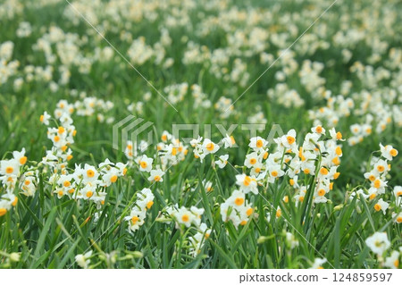 成簇生長的水仙花（日本靜岡縣下田市） 124859597