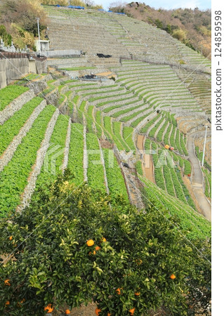 Terraced fields in Yusamizugaura, just before the potato harvest (Uwajima City, Ehime Prefecture, Japan) 124859598