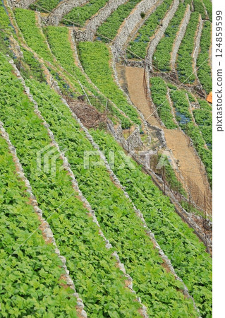 Terraced fields in Yusamizugaura, just before the potato harvest (Uwajima City, Ehime Prefecture, Japan) 124859599
