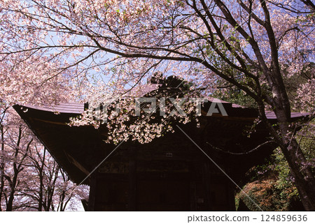 櫻花環繞的寺門 124859636