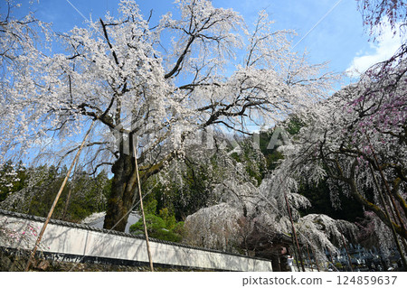綻放在春天藍天上的櫻花 124859637