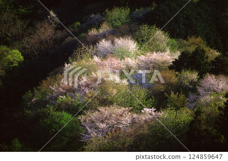 Illuminated mountain cherry blossoms and a forest of fresh greenery Illuminated mountain cherry blossoms and a forest of fresh greenery 124859647