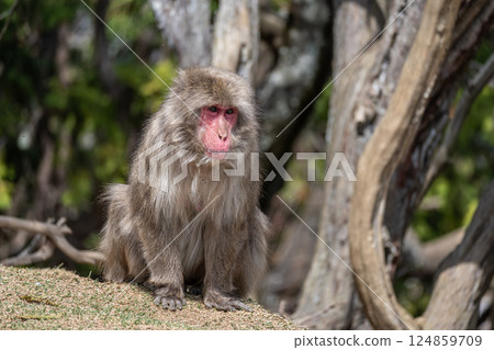 Japanese macaque Arashiyama Monkey Park Iwatayama 124859709