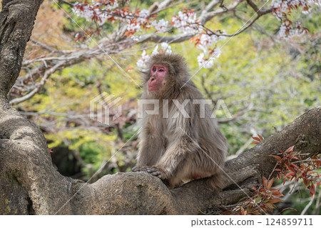 樹上的日本獼猴 嵐山雪猴公園 岩田山 樹上的日本獼猴 嵐山雪猴公園 岩田山 124859711