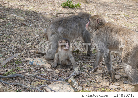 日本獼猴嵐山猴子公園岩田山 124859713
