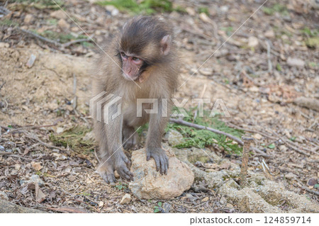 日本獼猴嵐山猴子公園岩田山 日本獼猴嵐山猴子公園岩田山 124859714