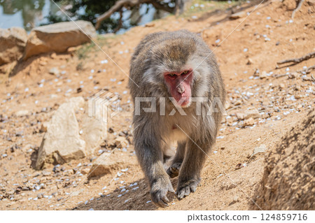 Japanese macaque Arashiyama Monkey Park Iwatayama Japanese macaque Arashiyama Monkey Park Iwatayama 124859716