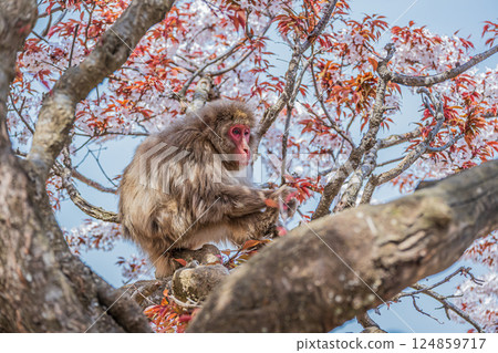 Japanese macaques on trees Arashiyama Monkey Park Iwatayama Japanese macaques on trees Arashiyama Monkey Park Iwatayama 124859717