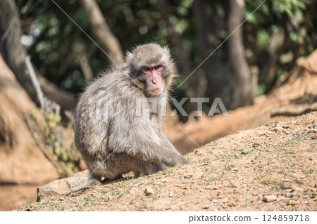 Japanese macaque Arashiyama Monkey Park Iwatayama Japanese macaque Arashiyama Monkey Park Iwatayama 124859718