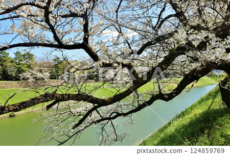 Cherry blossoms at the Imperial Palace Hanzo moat 124859769