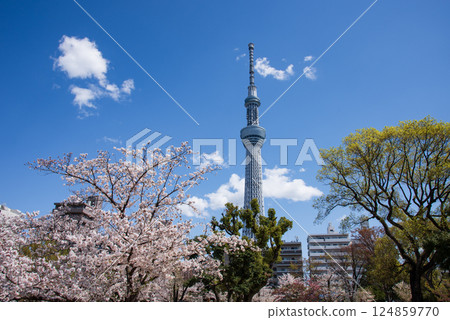 Cherry blossoms in Sumida Park and Tokyo Skytree 124859770