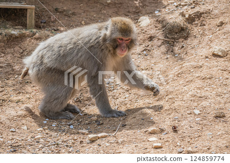 日本獼猴嵐山猴子公園岩田山 日本獼猴嵐山猴子公園岩田山 124859774