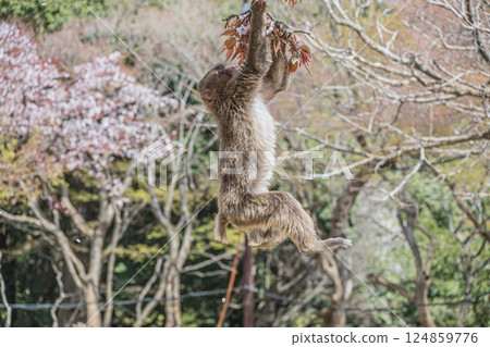 Baby monkey hanging from a tree, Arashiyama Monkey Park Iwatayama 124859776