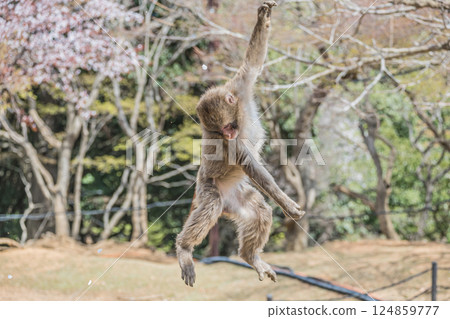 Baby monkey hanging from a tree, Arashiyama Monkey Park Iwatayama 124859777
