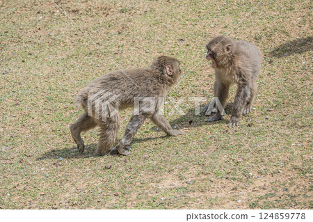 Baby monkeys playing together at Arashiyama Monkey Park Iwatayama 124859778