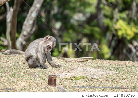 Children of Japanese monkeys Arashiyama Monkey Park Iwatayama 124859780