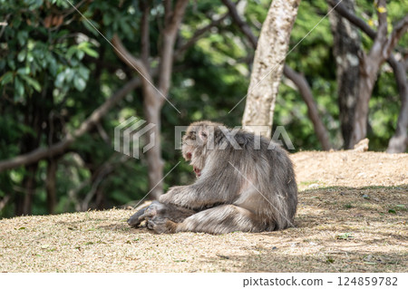 日本獼猴嵐山猴子公園岩田山 日本獼猴嵐山猴子公園岩田山 124859782