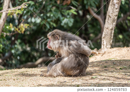 Japanese macaque Arashiyama Monkey Park Iwatayama Japanese macaque Arashiyama Monkey Park Iwatayama 124859783