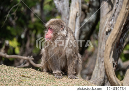 Japanese macaque Arashiyama Monkey Park Iwatayama Japanese macaque Arashiyama Monkey Park Iwatayama 124859784